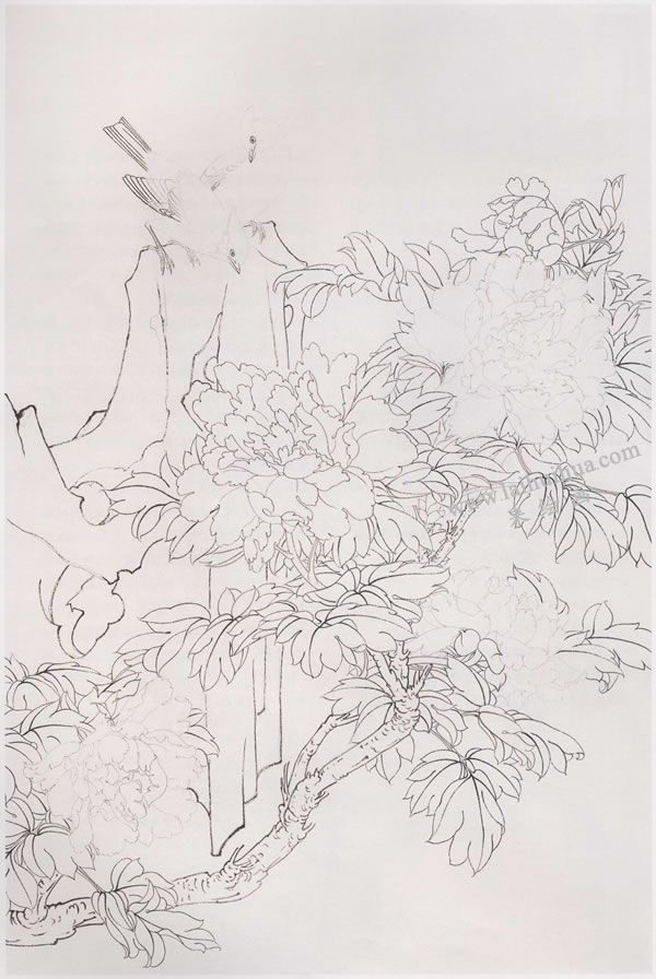 工笔画《太平牡丹》画法步骤图示01