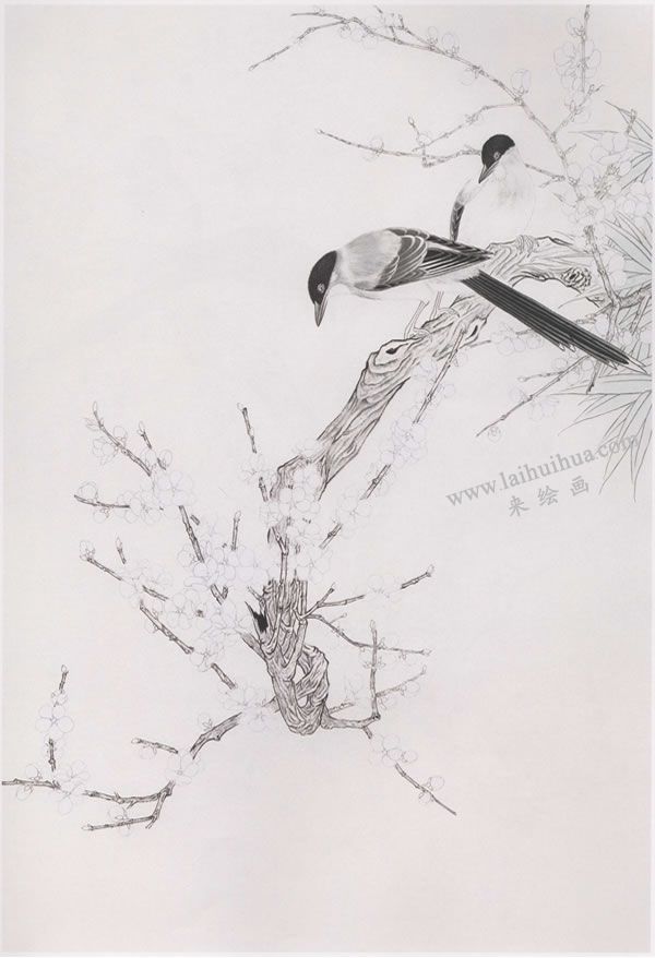 工笔画《梅花山喜鹊》画法步骤图示02