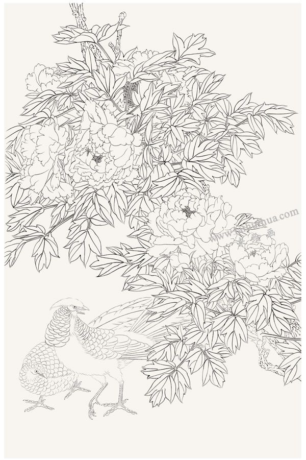 工笔画《富贵吉祥》画法步骤01