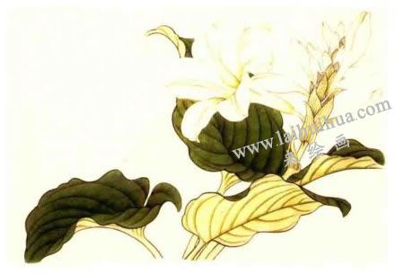 玉簪花的工笔画法步骤02