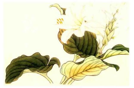 玉簪花的工笔画法步骤03