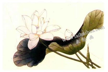 荷花的工笔画法步骤图示03