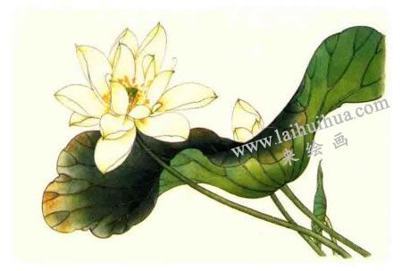 荷花的工笔画法步骤图示04