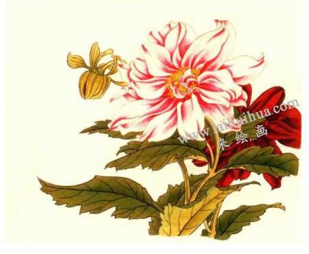 大丽花的工笔画法步骤图示04
