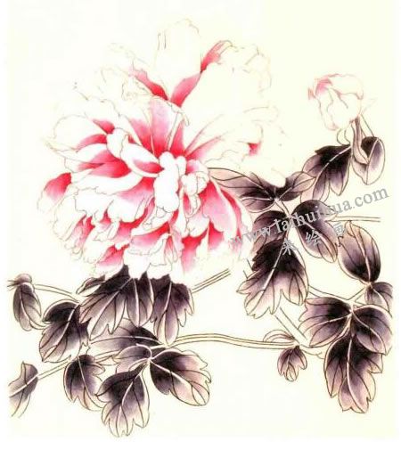 牡丹的工笔画法步骤图示02