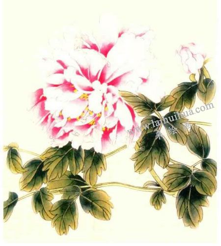 牡丹的工笔画法步骤图示04