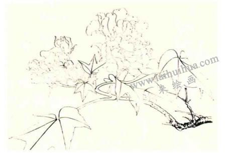 木芙蓉的工笔画法步骤图示01