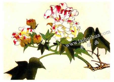 木芙蓉的工笔画法步骤图示03