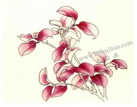 红叶的工笔画法步骤图示02