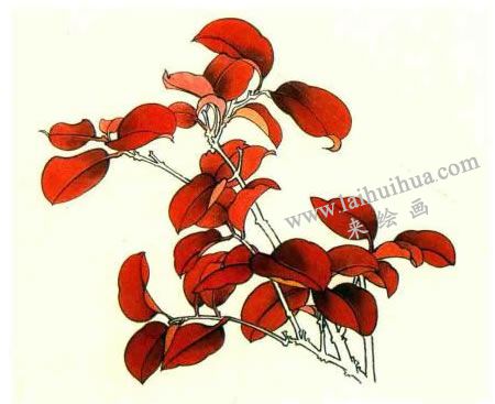红叶的工笔画法步骤图示03