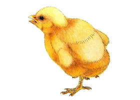 雏鸡的工笔画法步骤图示