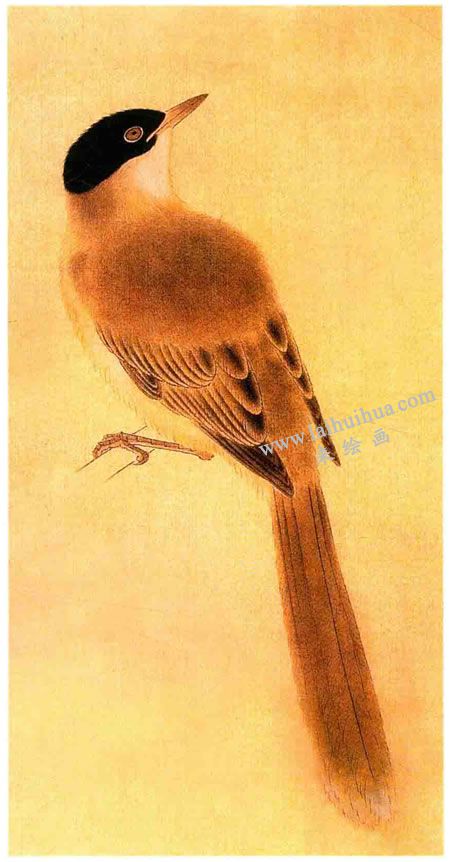 灰喜鹊的工笔画法步骤图示03