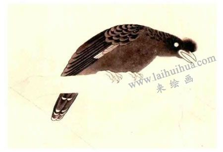 八哥的工笔画法步骤图示03
