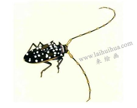 天牛的工笔画法步骤图示04