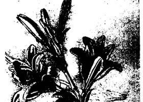 达芬奇《百合花》素描作品赏析