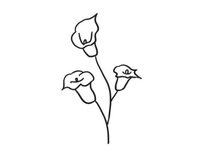 马蹄莲简笔画创作步骤图示04