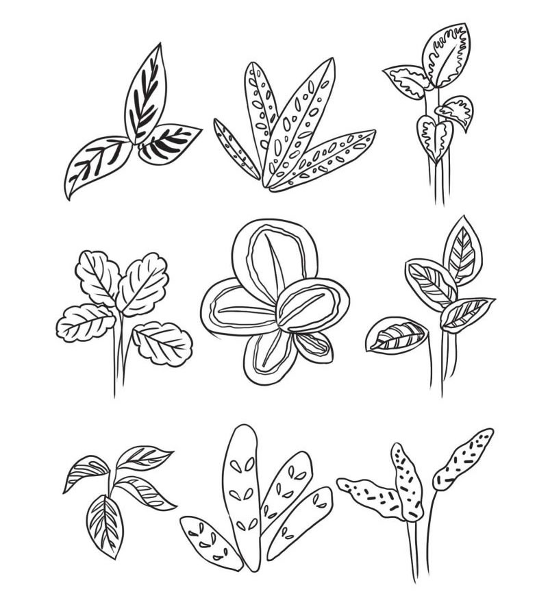 竹芋简笔画集合
