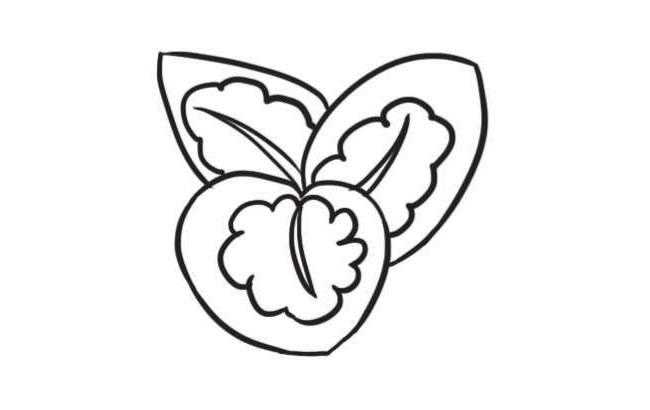 竹芋简笔画创作步骤图示03