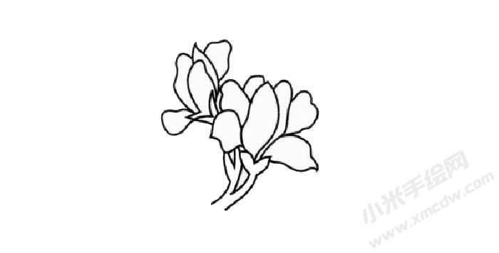 兰花简笔画创作步骤03.jpg