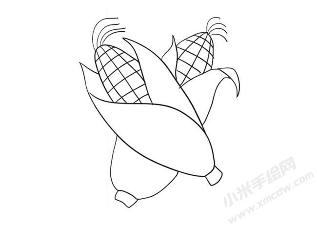 玉米简笔画绘制步骤09.jpg