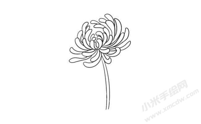 简笔画菊花画法步骤05.jpg