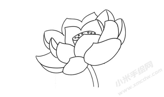 简笔画荷花画法步骤09.jpg