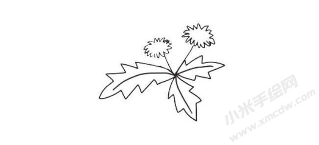 蒲公英简笔画法步骤05.jpg