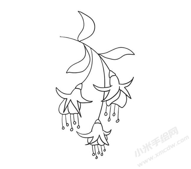 倒挂金钟简笔画法步骤09.jpg