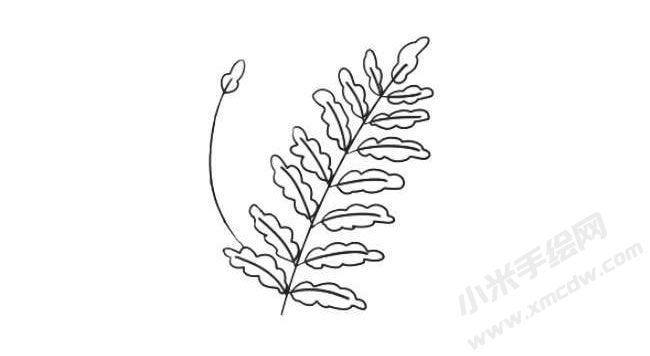 蕨类简笔画法步骤05.jpg