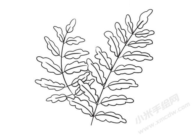 蕨类简笔画法步骤09.jpg