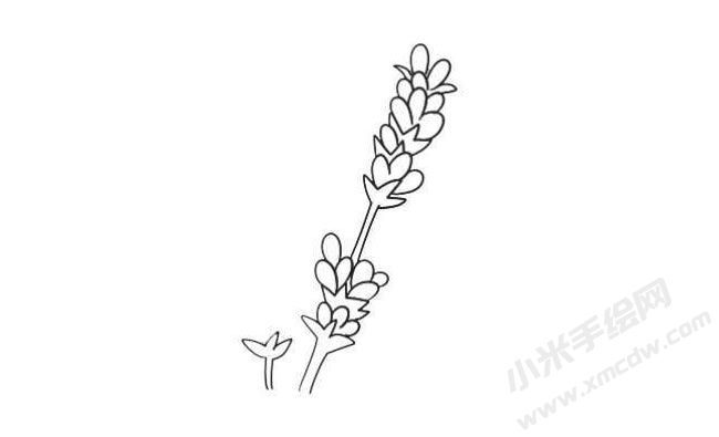 薰衣草简笔画法步骤05.jpg