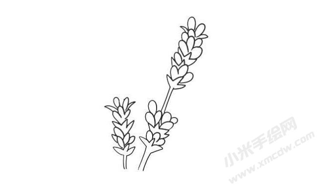 薰衣草简笔画法步骤07.jpg