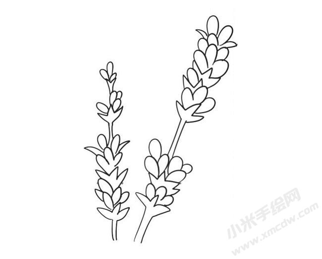 薰衣草简笔画法步骤09.jpg