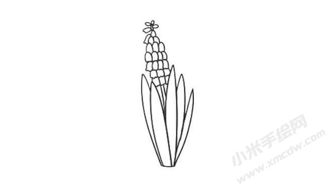 风信子简笔画法步骤05.jpg