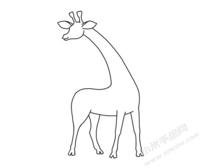 长颈鹿简笔画分步绘制图示05.jpg