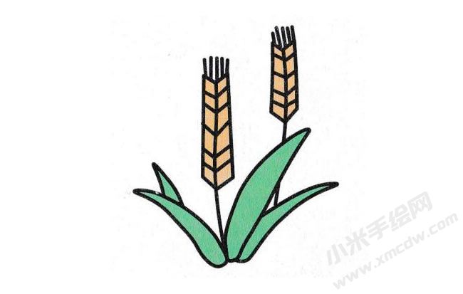 麦子简笔画分步绘制图示06.jpg