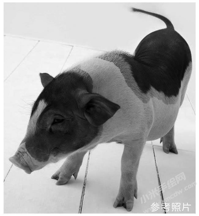 小猪的素描作品.jpg