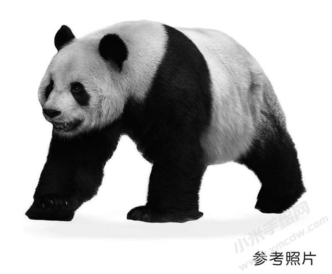 素描熊猫参考图片.jpg