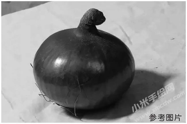 洋葱素描参考图片.jpg