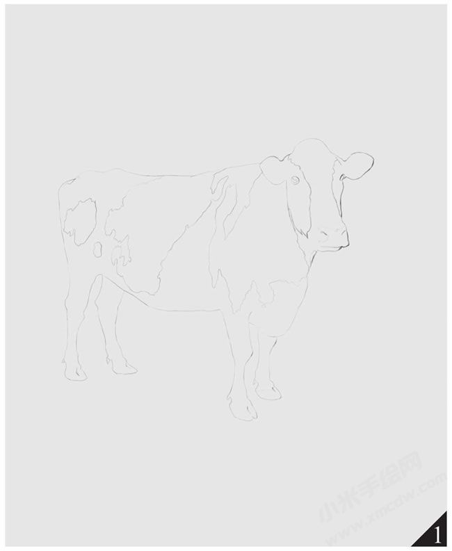 奶牛素描画法步骤图示01.jpg
