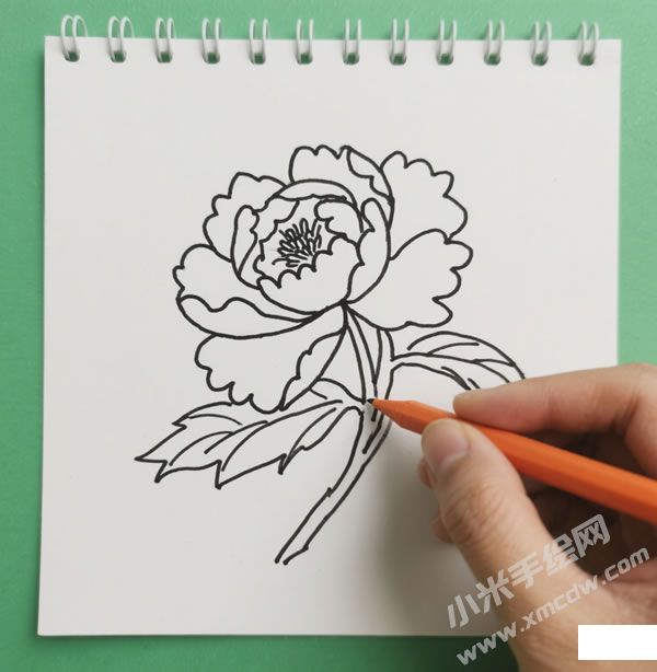 牡丹花简笔画02.jpg