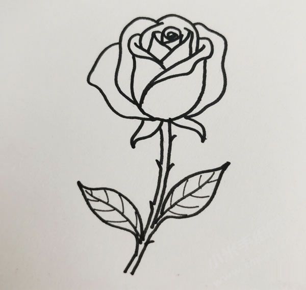 玫瑰花简笔画图片01.jpg