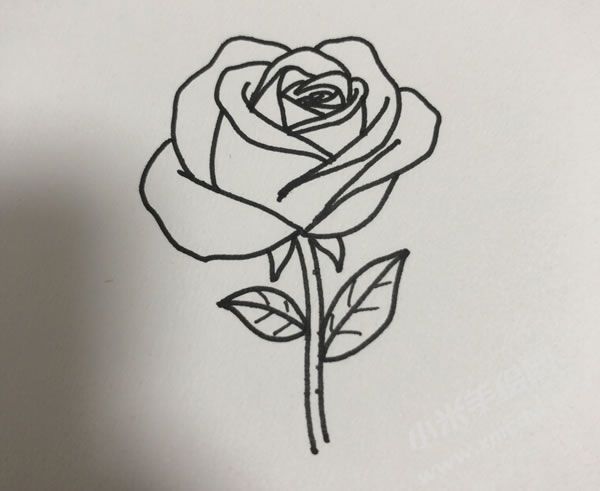 玫瑰花简笔画图片02.jpg