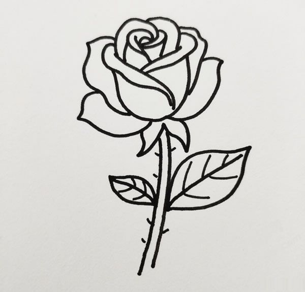 玫瑰花简笔画图片04.jpg