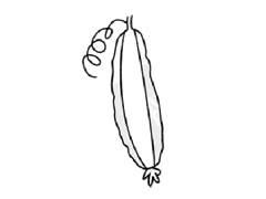 丝瓜简笔画步骤图示