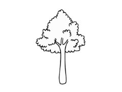 樟树简笔画创作步骤图示