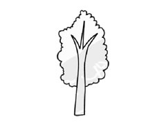 橡胶树简笔画创作步骤图示