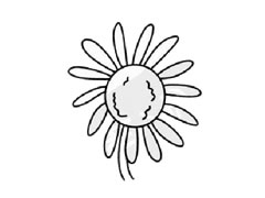雏菊简笔画创作步骤图示