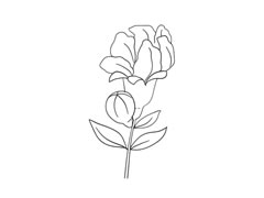 石榴花简笔画法步骤图示