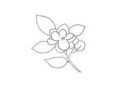 茉莉花简笔画法步骤图示